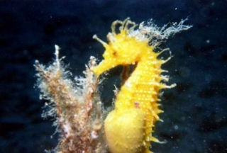 Sea Cavalluccio 